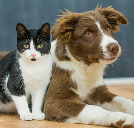 Hund, Katt & Smådjur